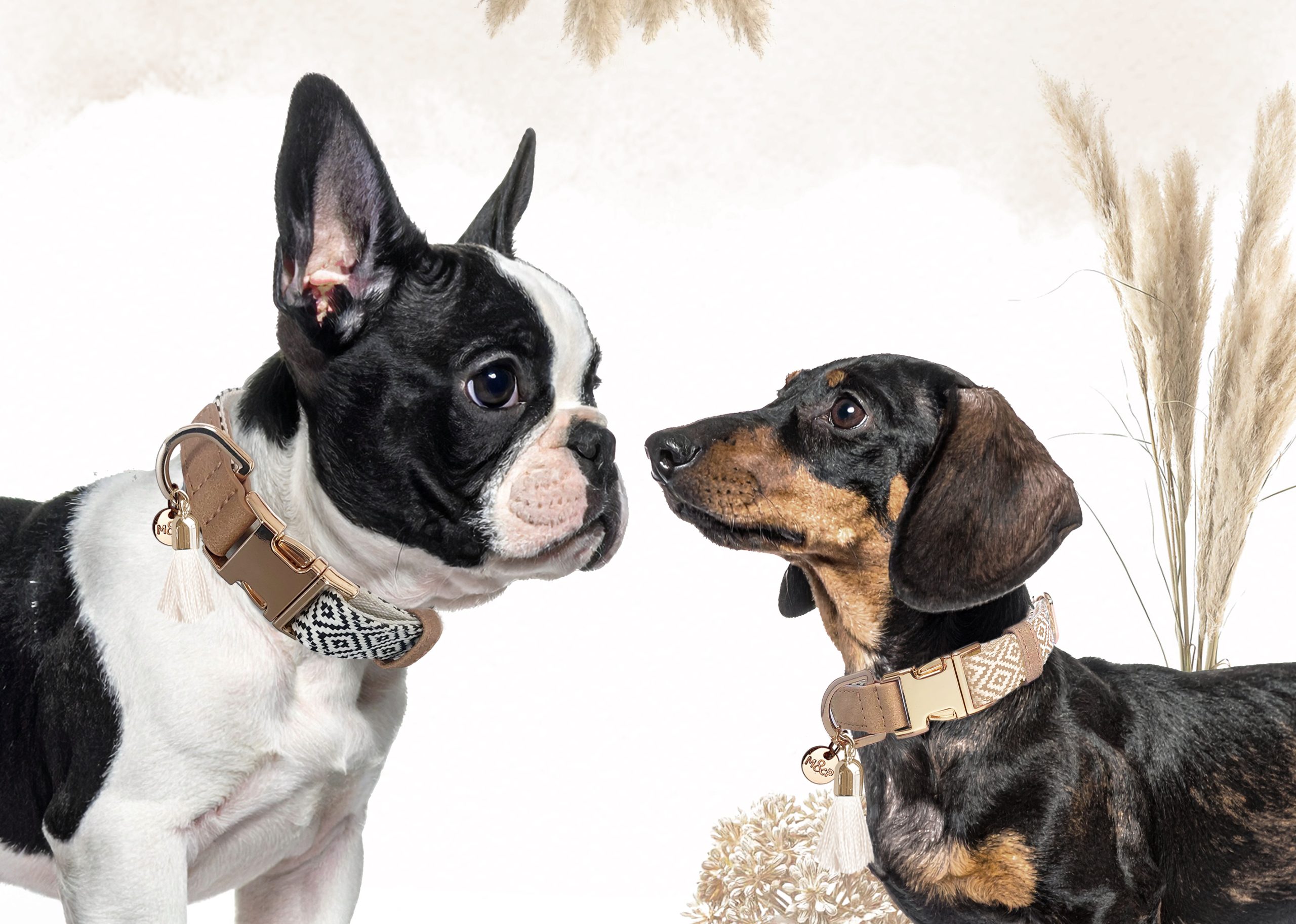 Boston terrier y teckel con collares de cuero y placa dorada — accesorios de la boutique Yorky’s para perros pequeños