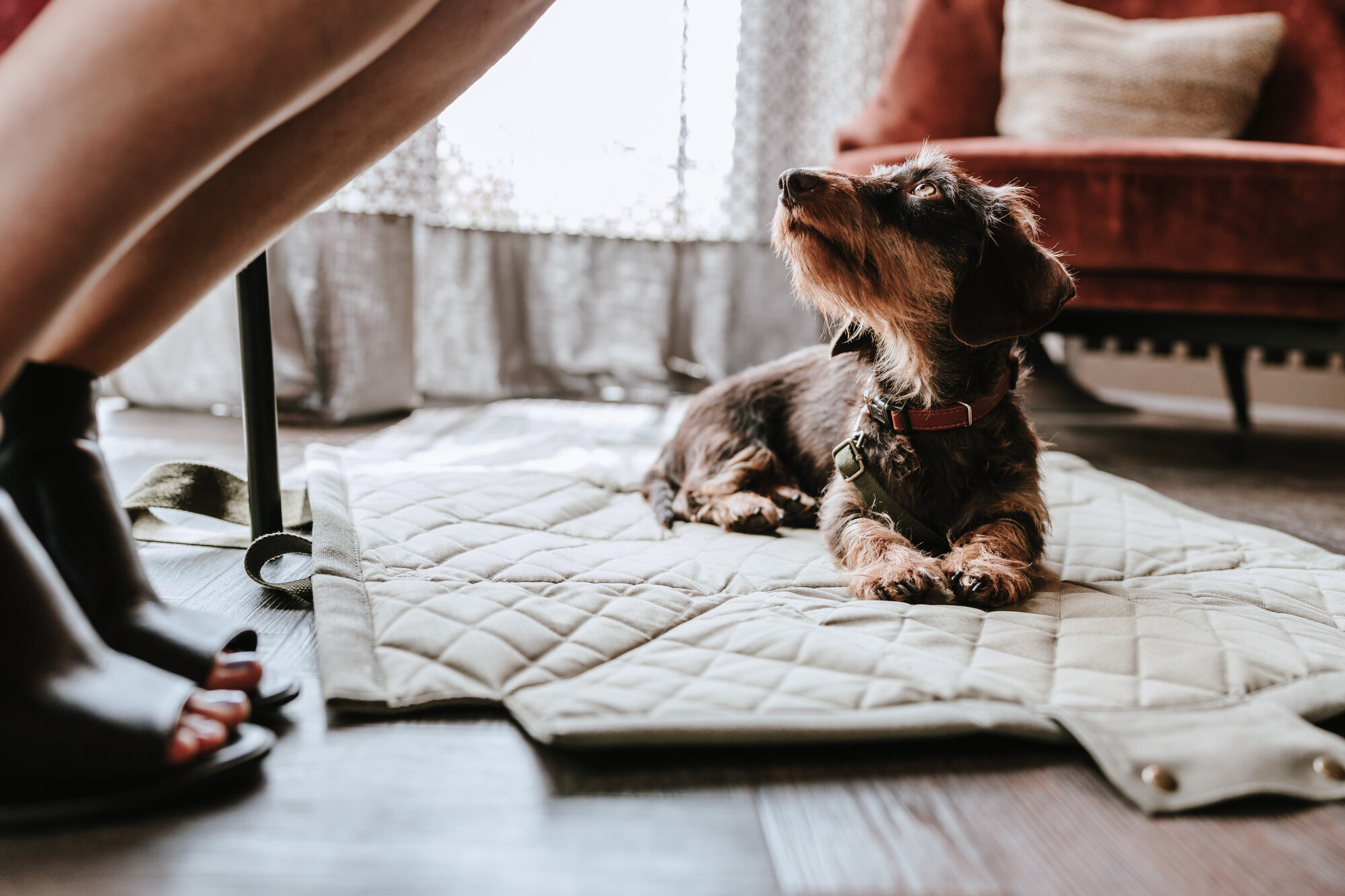 Teckel descansando sobre una colchoneta de diseño junto a unos tacones — estilo de vida Yorky’s